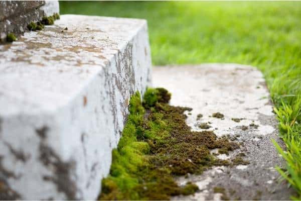 Dangerous Moss on Stairs and Pavement Damage, add Preventative Maintenance Services by Rabbit Handyman