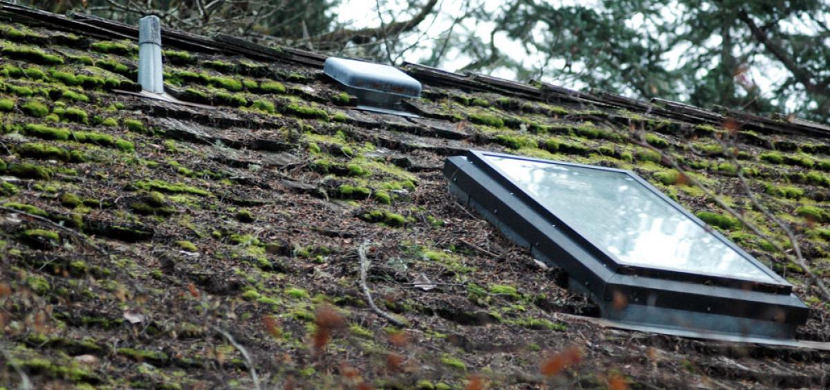 Severe Moss Roof Damage add Preventative Maintenance Services by Rabbit Handyman